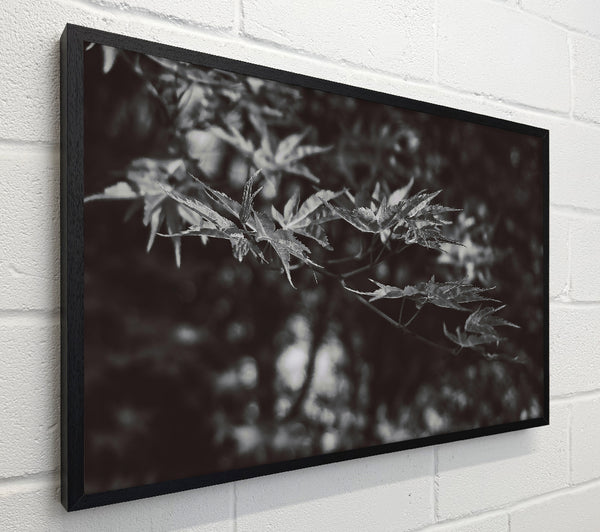 Dark Green Leaves