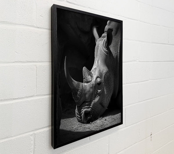 Gray Rhino'S Rest