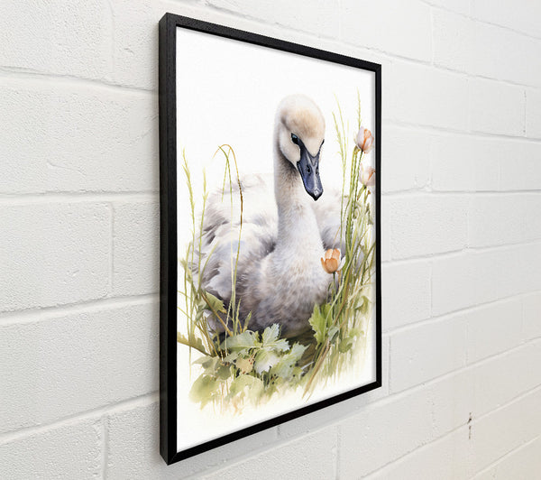 Trumpeter Swan Watercolour