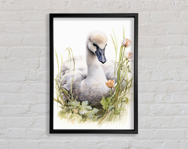 Trumpeter Swan Watercolour Framed Print