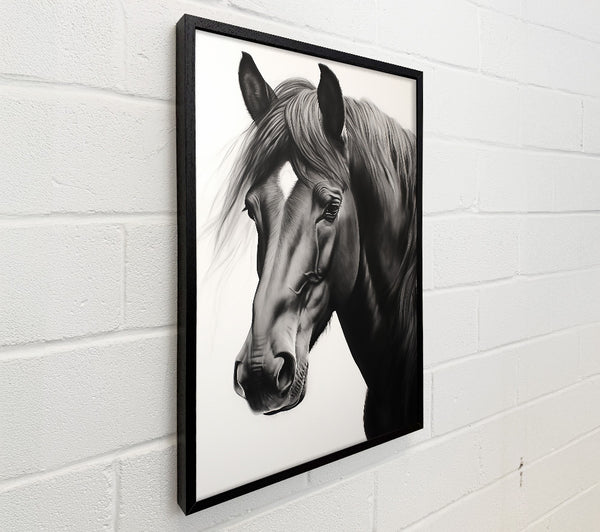Black Stallion Gaze