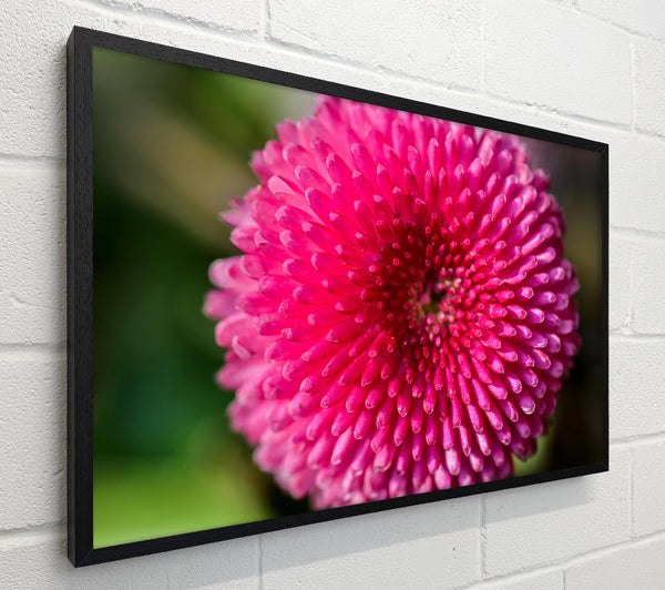Fuchsia Floral Spiral