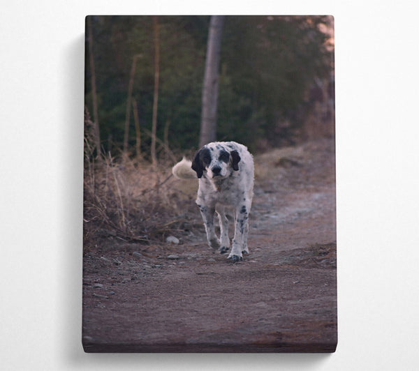  A Canvas Print of Brown Path Dalmatian Canvas Art