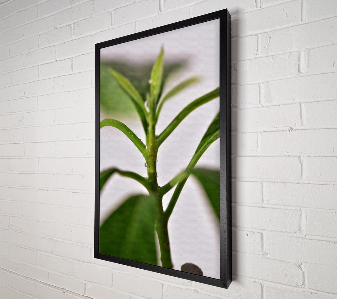  A Canvas Print of Emerald Stem Sprig Canvas Print