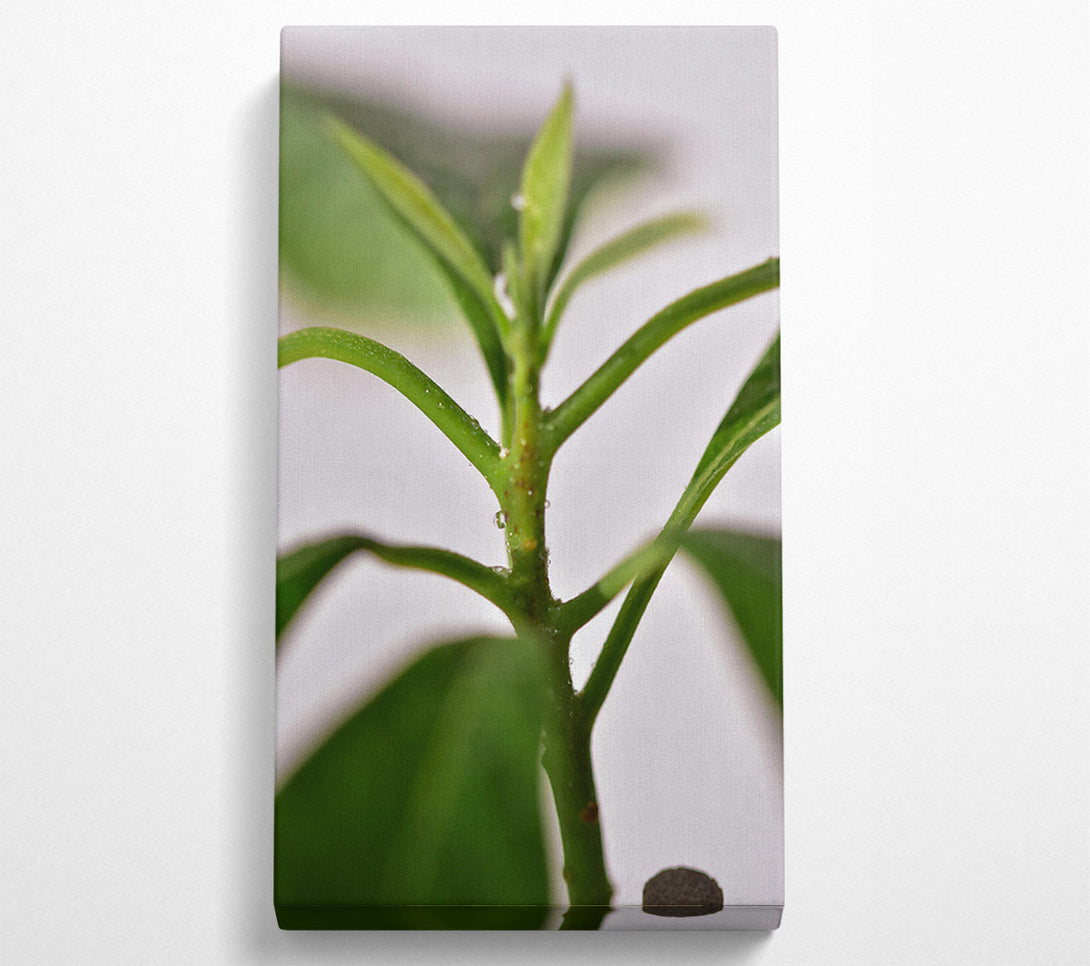  A Canvas Print of Emerald Stem Sprig Canvas Print