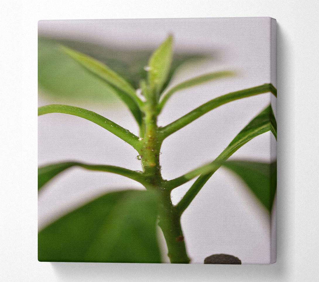  A Canvas Print of Emerald Stem Sprig Canvas Print