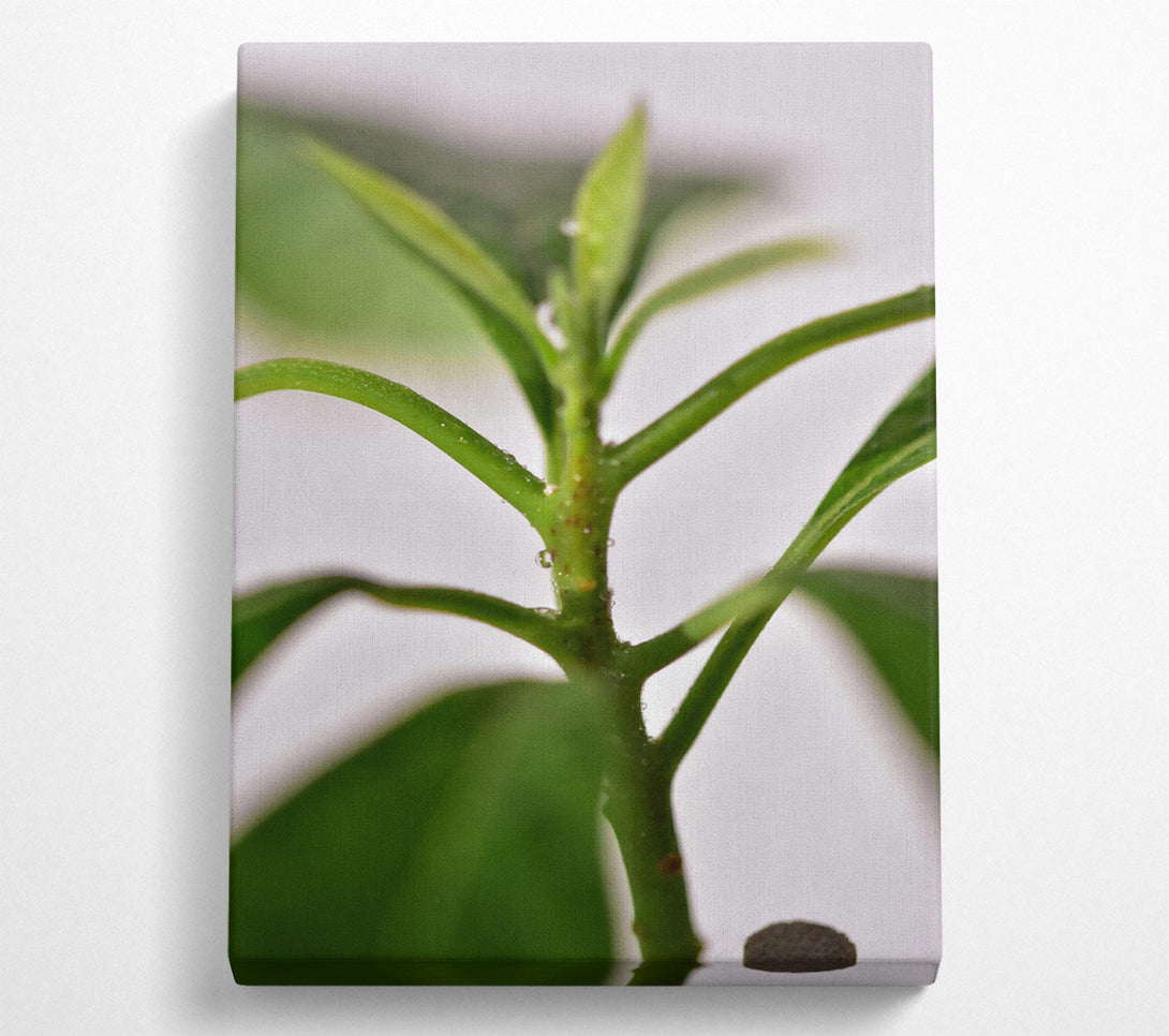  A Canvas Print of Emerald Stem Sprig Canvas Print