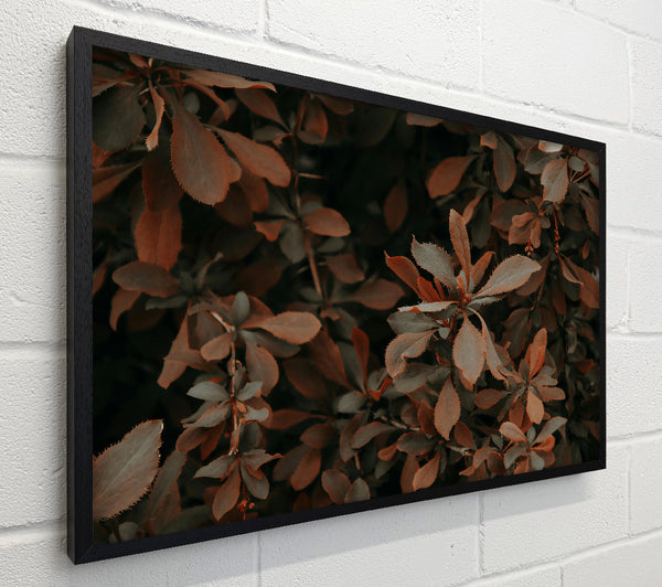Rust-Colored Foliage