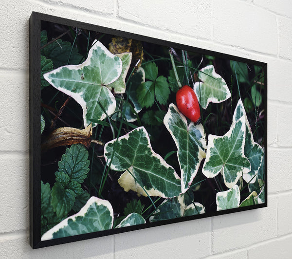 Red Among Green Leaves