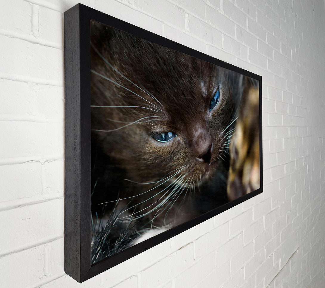  A Canvas Print of Blue Eyes, Brown Fur Canvas Art