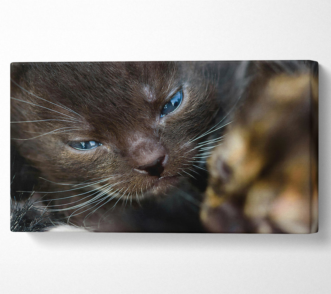  A Canvas Print of Blue Eyes, Brown Fur Canvas Art