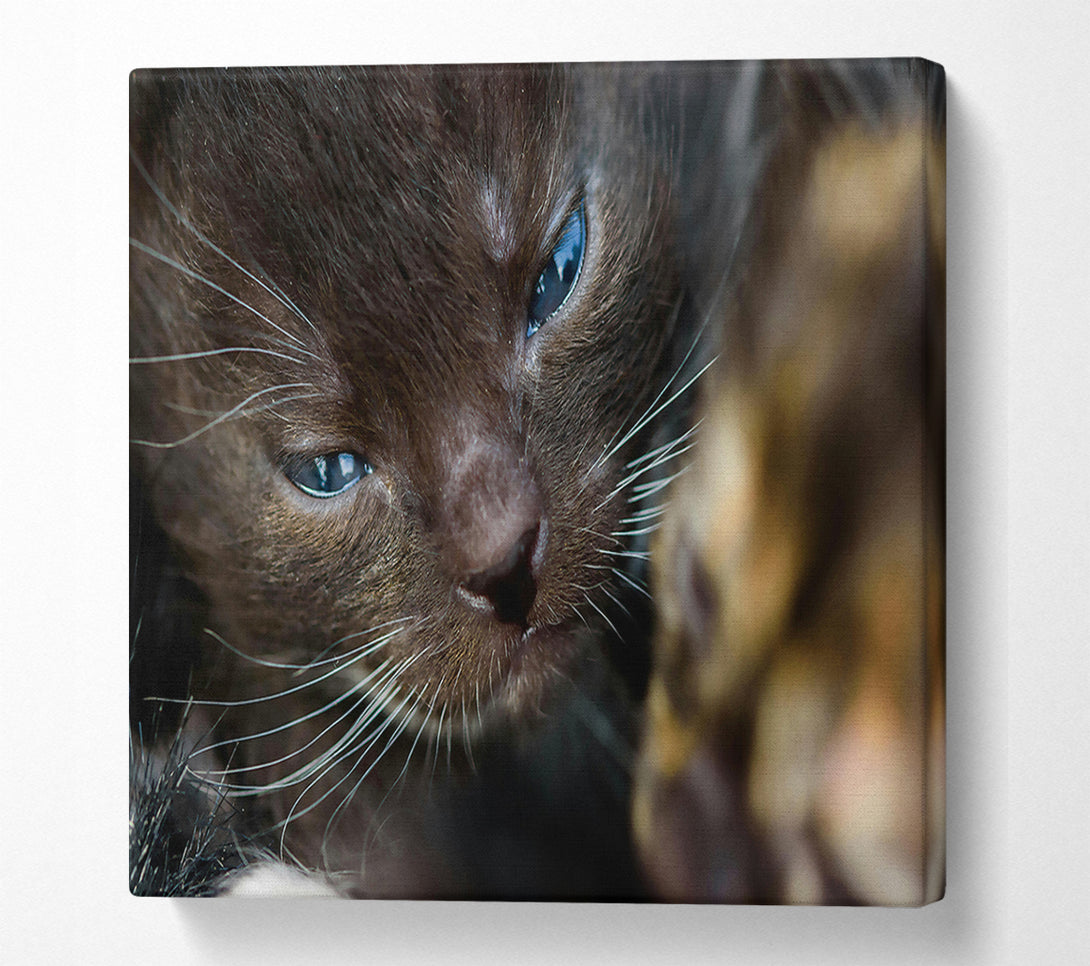  A Canvas Print of Blue Eyes, Brown Fur Canvas Art