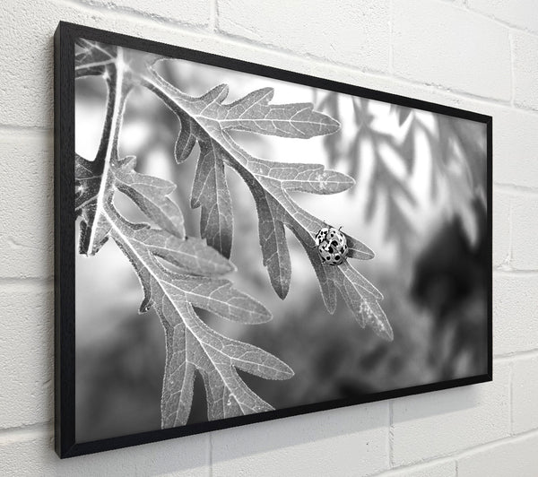 Black And White Resting Spot