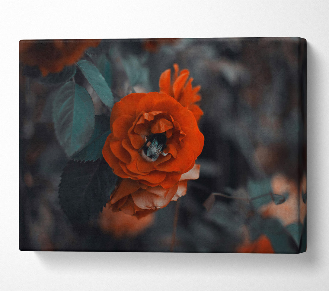  A Canvas Print of Crimson Rose Embrace Canvas Print