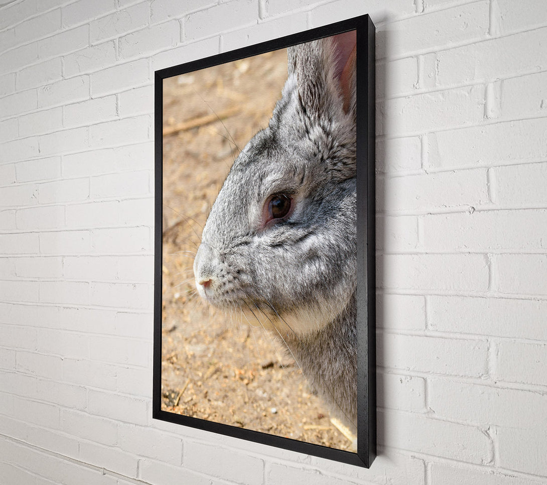  A Canvas Print of Grey Furry Whiskers Canvas Print