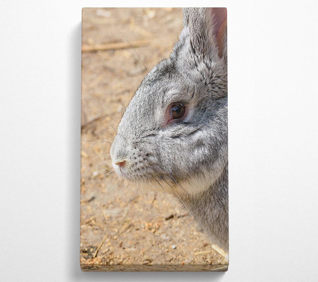  A Canvas Print of Grey Furry Whiskers Canvas Print