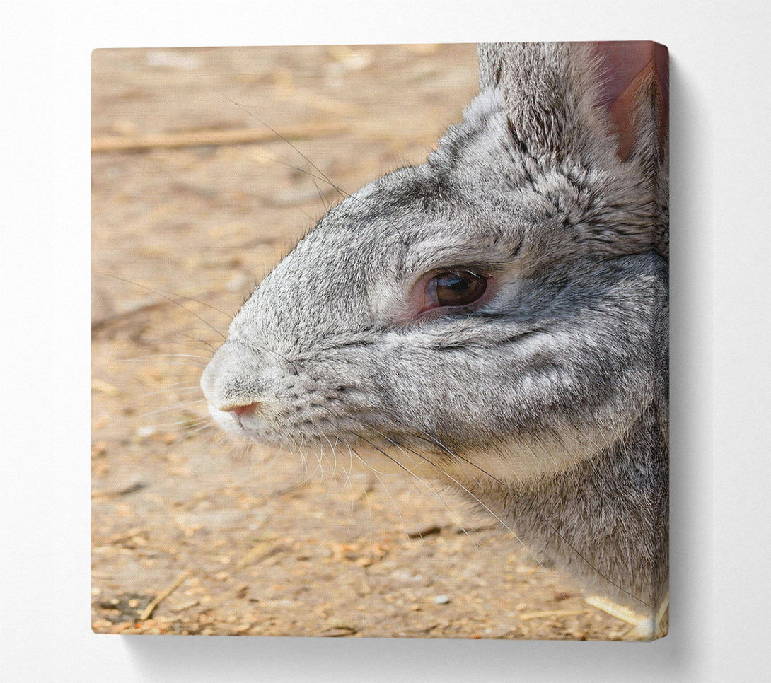  A Canvas Print of Grey Furry Whiskers Canvas Print