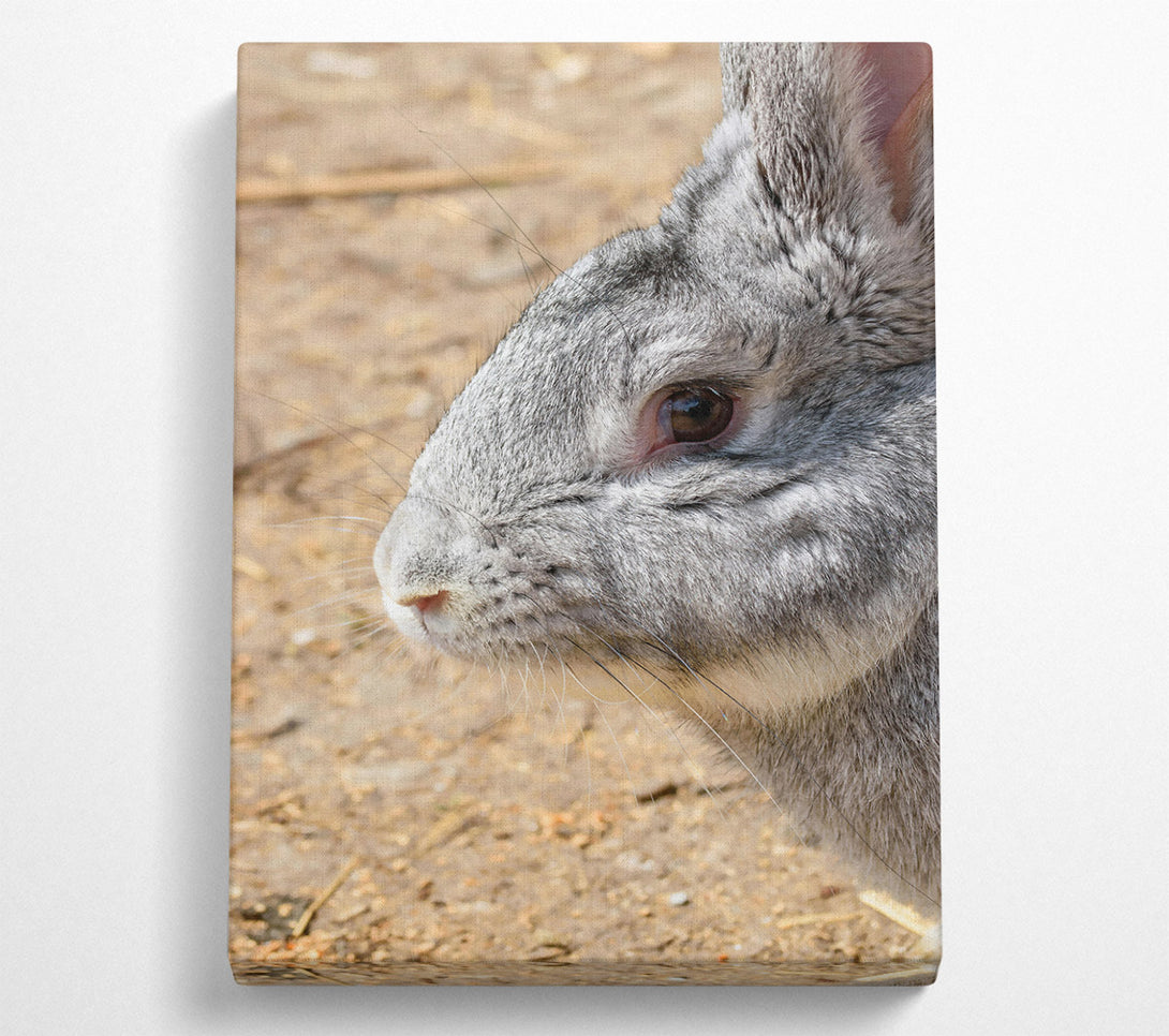  A Canvas Print of Grey Furry Whiskers Canvas Print