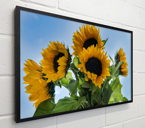 Golden Sunflower Sky