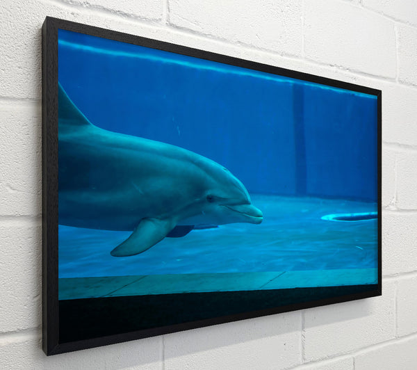 Aqua Dolphin Grace