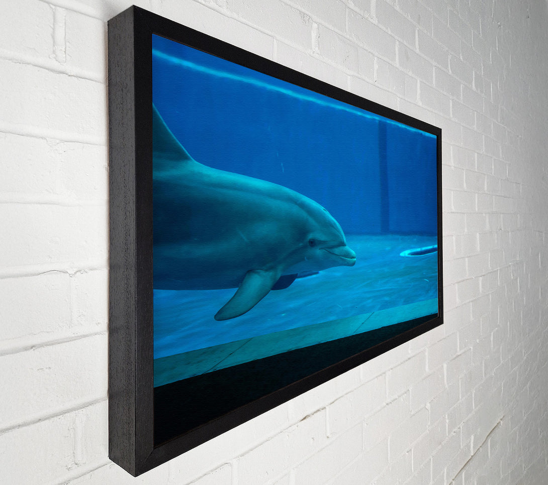  A Canvas Print of Aqua Dolphin Grace Canvas Print