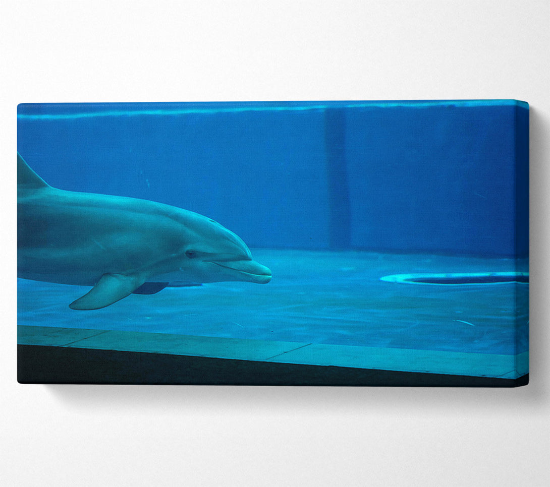  A Canvas Print of Aqua Dolphin Grace Canvas Print