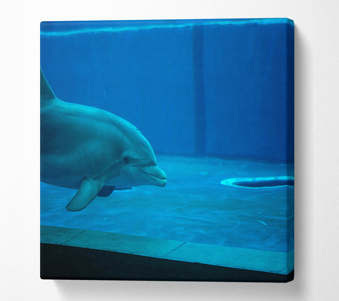  A Canvas Print of Aqua Dolphin Grace Canvas Print