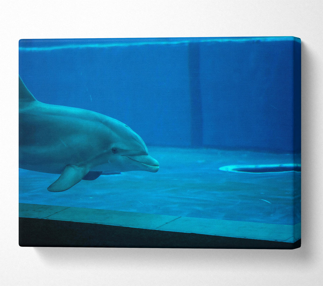  A Canvas Print of Aqua Dolphin Grace Canvas Print