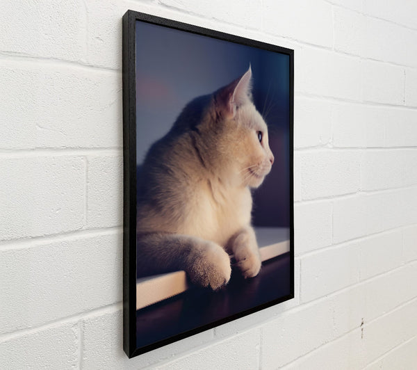 White Kitty'S Gaze