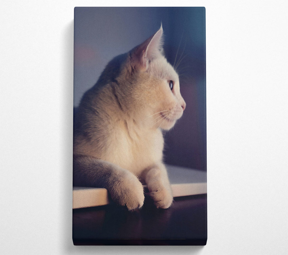  A Canvas Print of White Kitty'S Gaze Canvas Wall Art