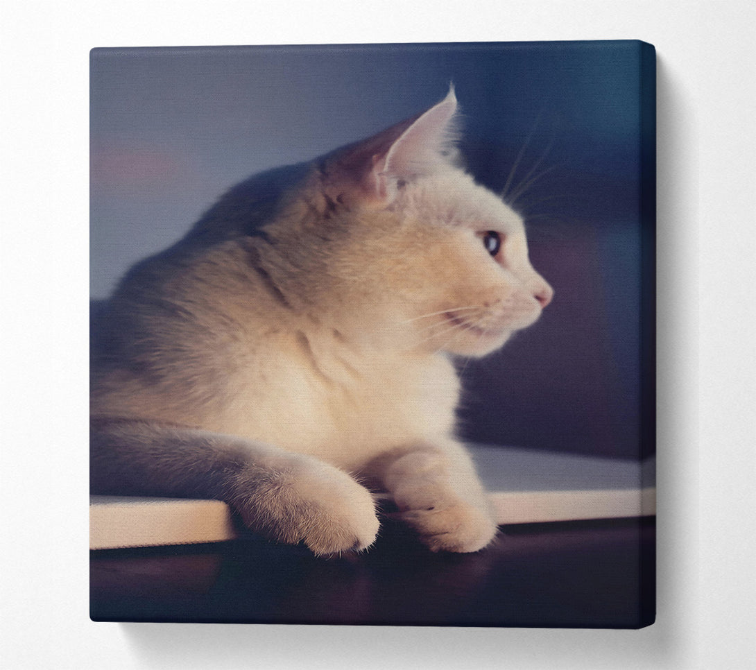  A Canvas Print of White Kitty'S Gaze Canvas Wall Art