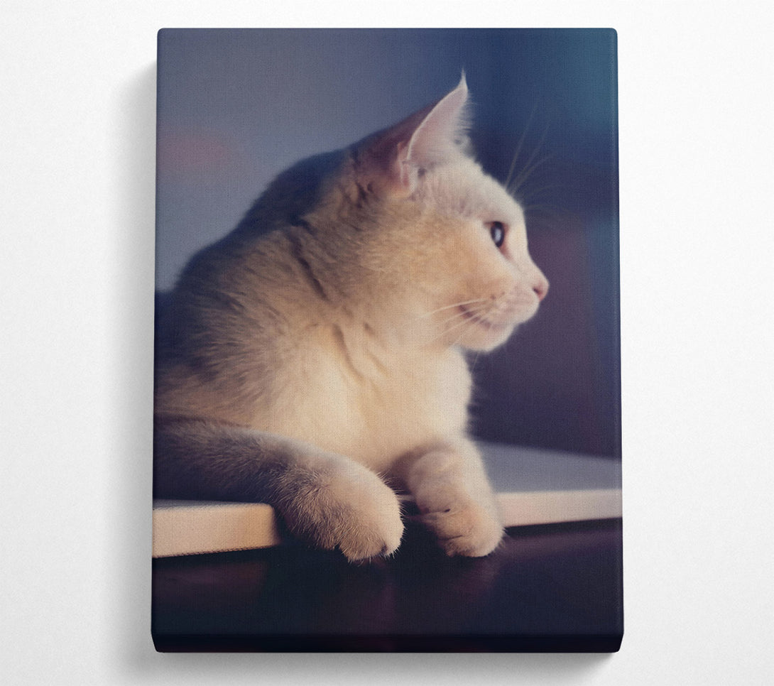  A Canvas Print of White Kitty'S Gaze Canvas Wall Art