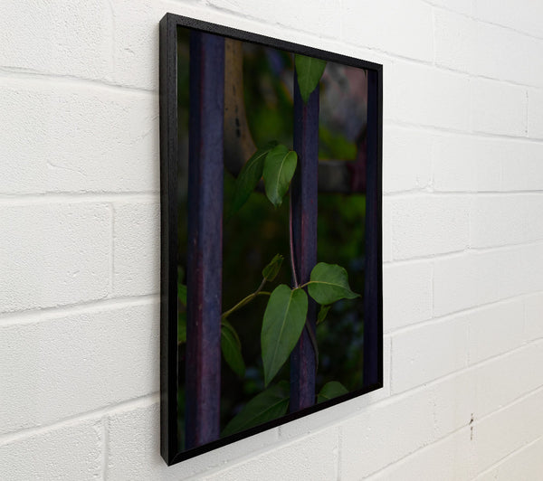 Purple Vines Reaching Up