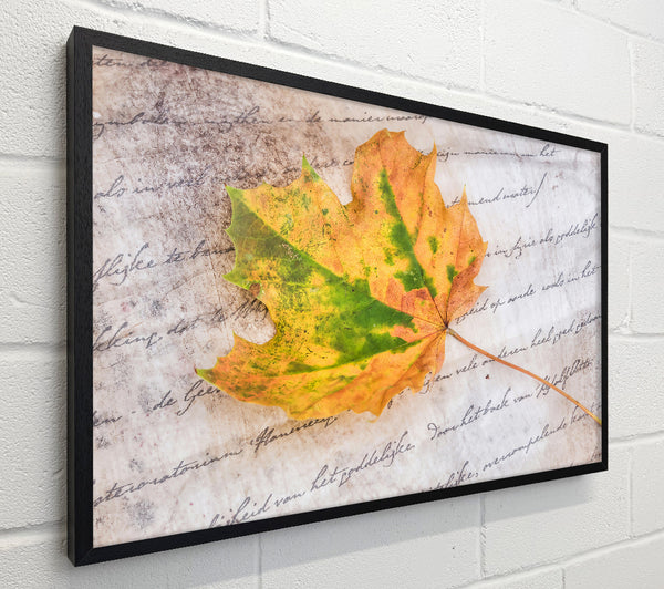 Golden Leaf On Parchment