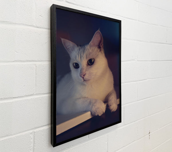 White Cat On Edge