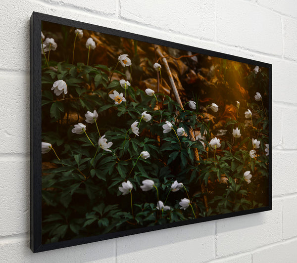 Golden White Blossoms