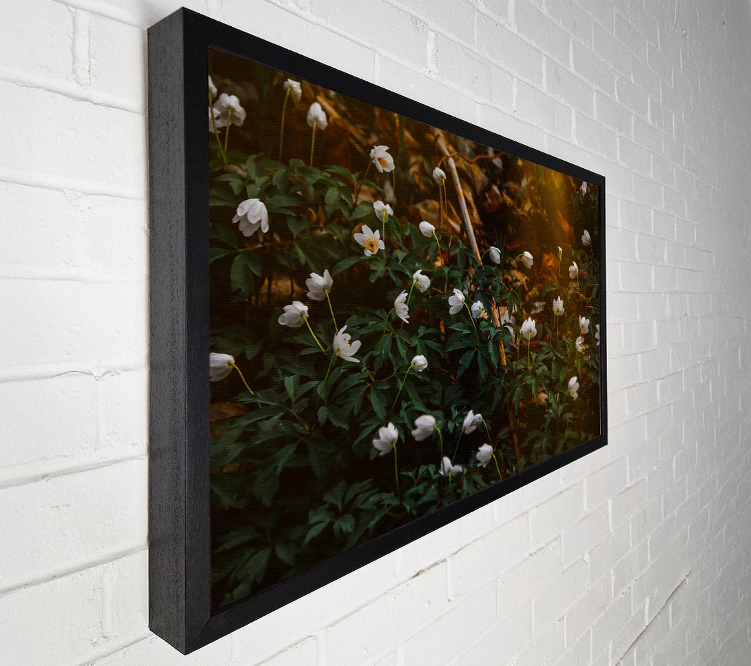  A Canvas Print of Golden White Blossoms Canvas Wall Art
