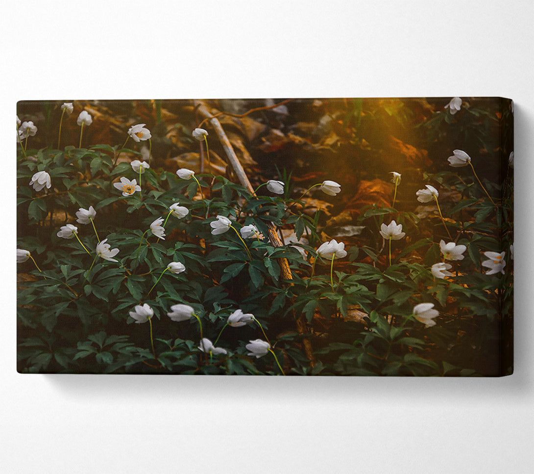  A Canvas Print of Golden White Blossoms Canvas Wall Art