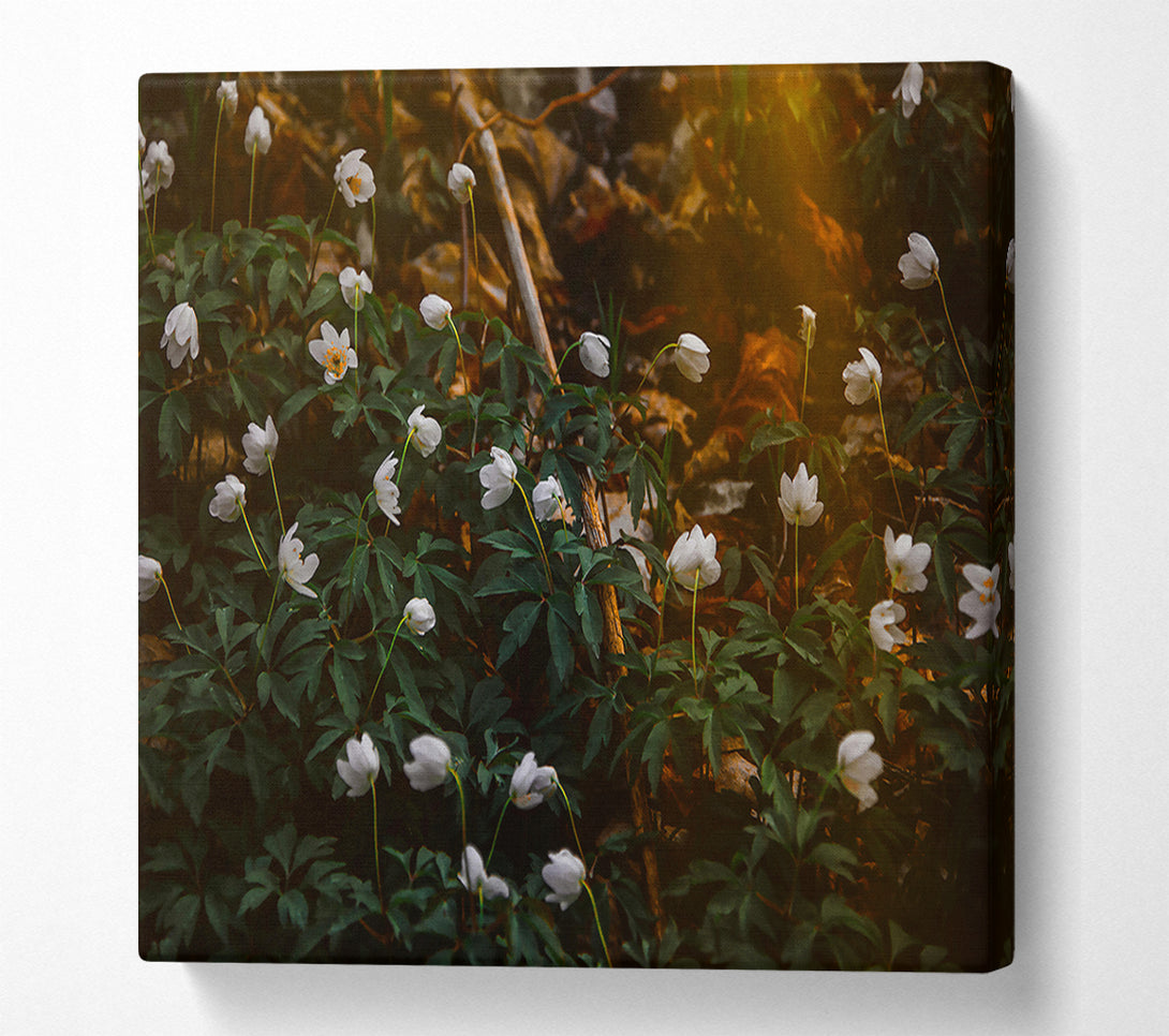  A Canvas Print of Golden White Blossoms Canvas Wall Art