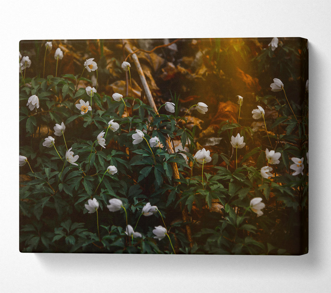  A Canvas Print of Golden White Blossoms Canvas Wall Art