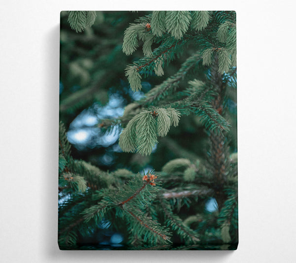  A Canvas Print of Emerald Pine Branches Canvas Print