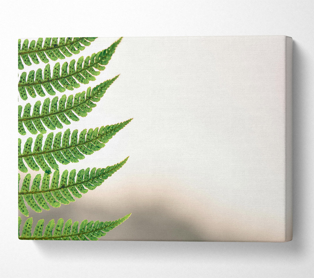  A Canvas Print of Emerald Fern Fronds Canvas Art