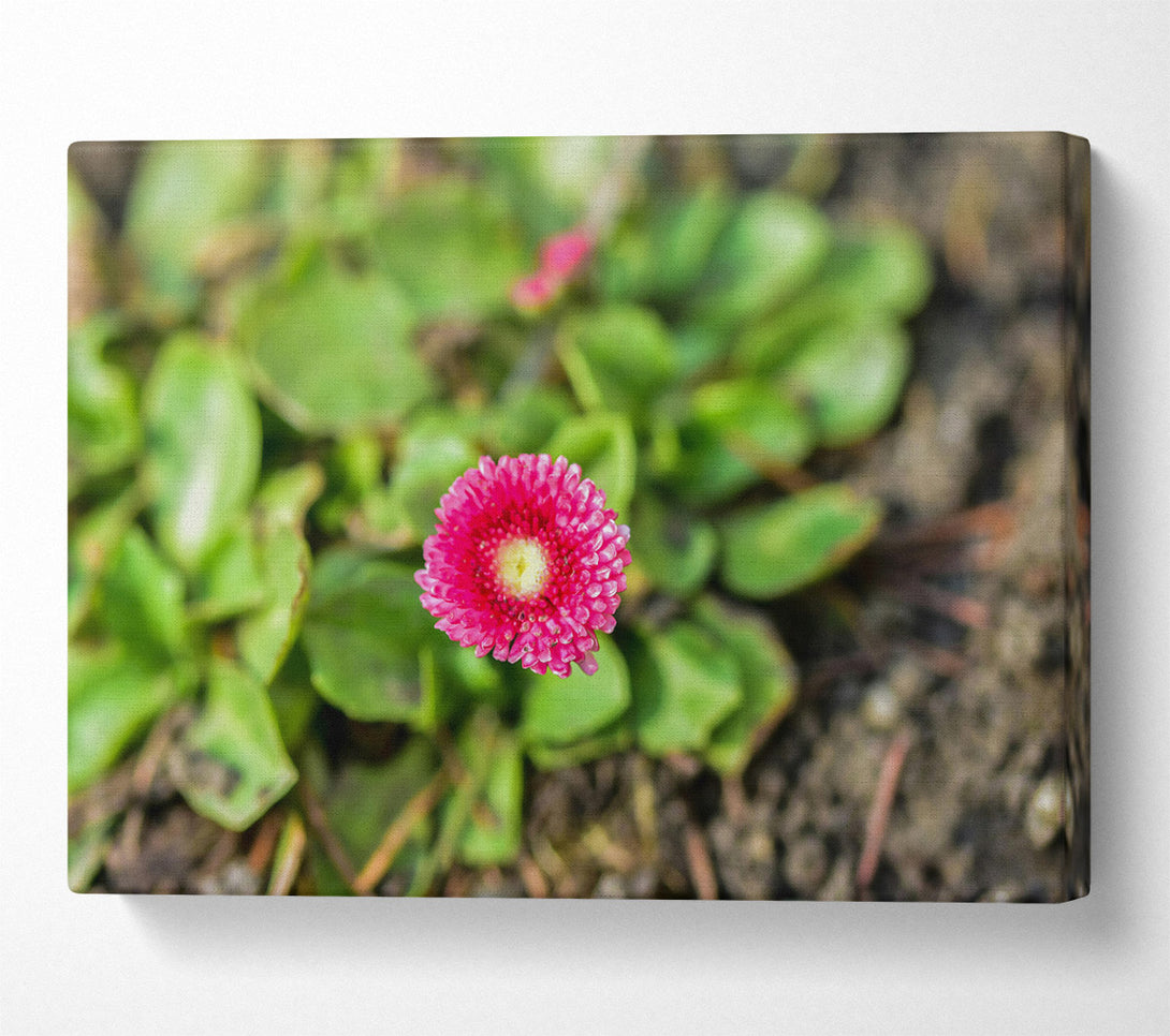  A Canvas Print of Pink Bloom In Green Canvas Print