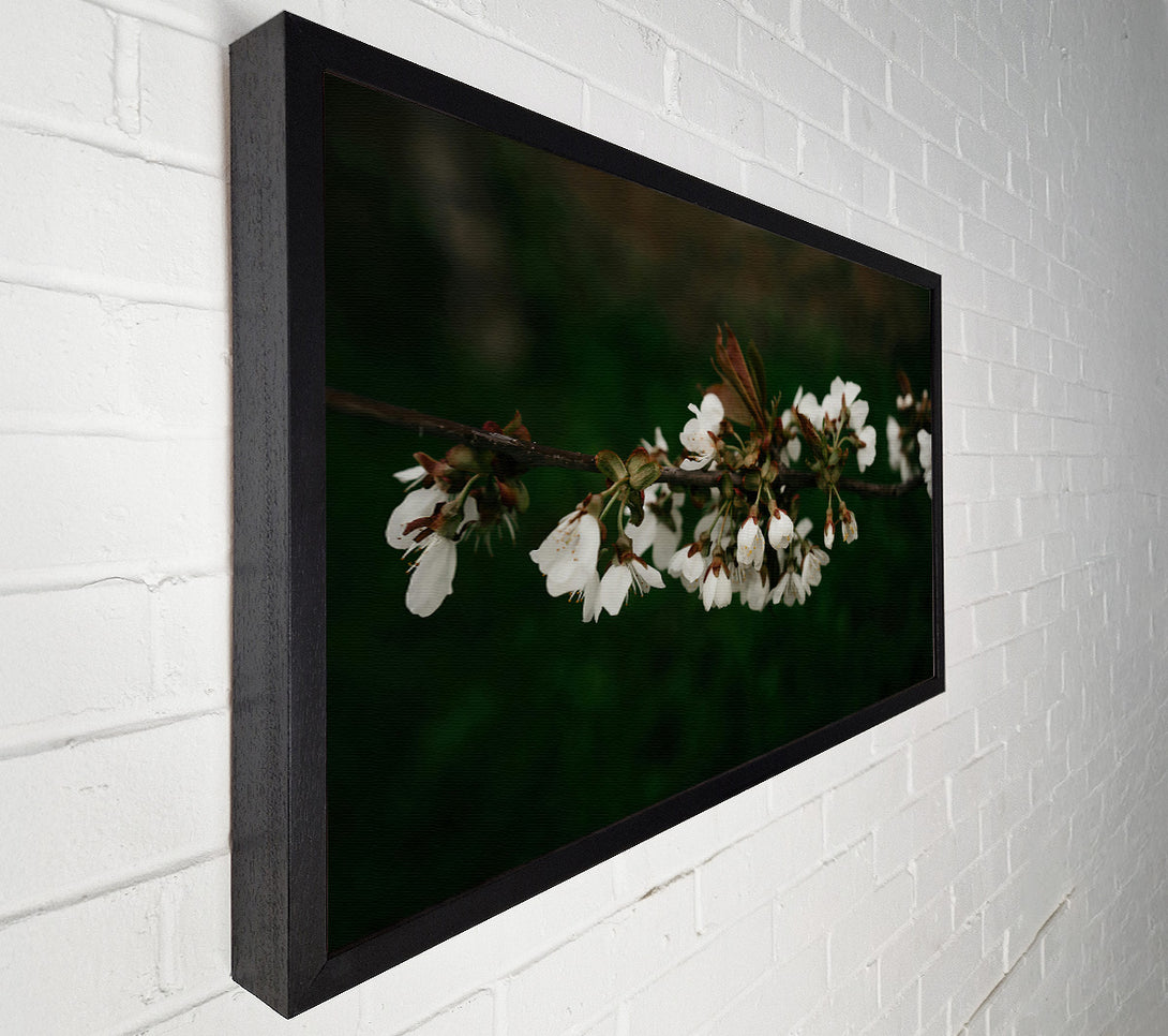  A Canvas Print of White Blossoms On Green Canvas Art