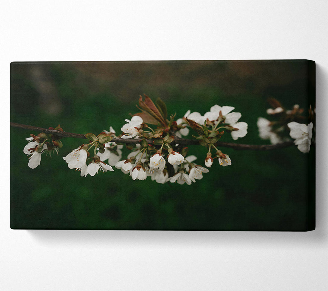  A Canvas Print of White Blossoms On Green Canvas Art