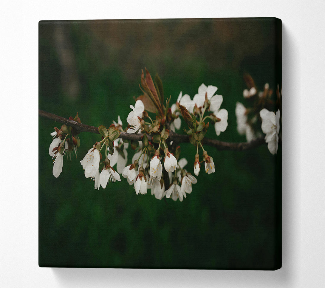  A Canvas Print of White Blossoms On Green Canvas Art