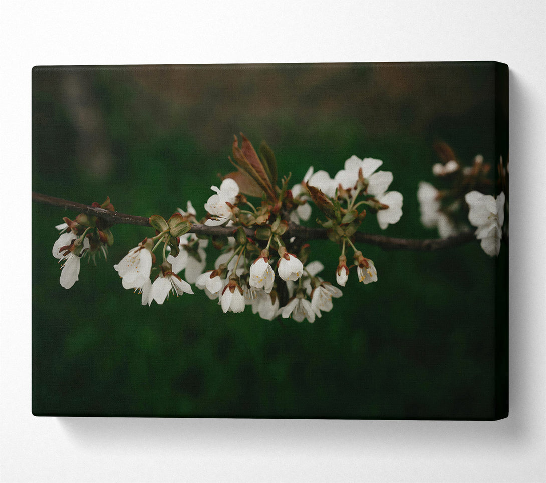  A Canvas Print of White Blossoms On Green Canvas Art