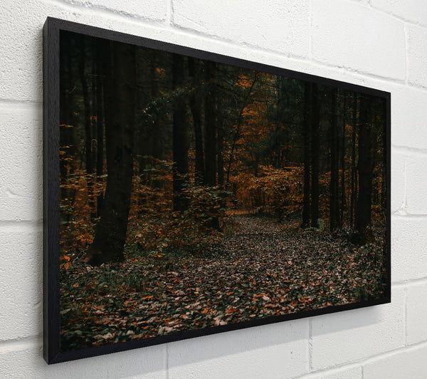 Autumnal Forest Path