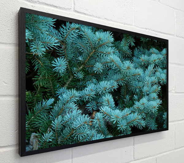 Blue Spruce Whisper