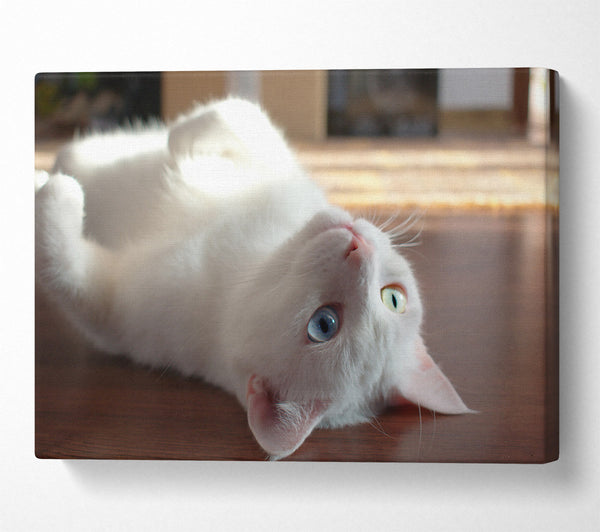  A Canvas Print of White Kitty'S Smile Canvas Art